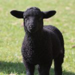 lamb-1306604_1280